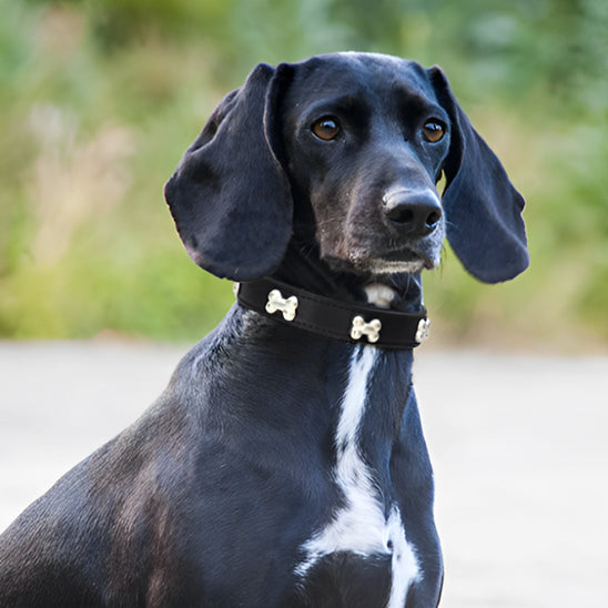 Collier chien - Cuir