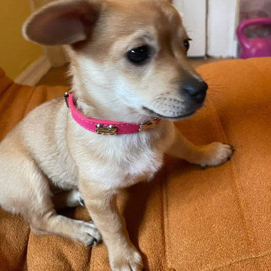 Collier chien - Cuir