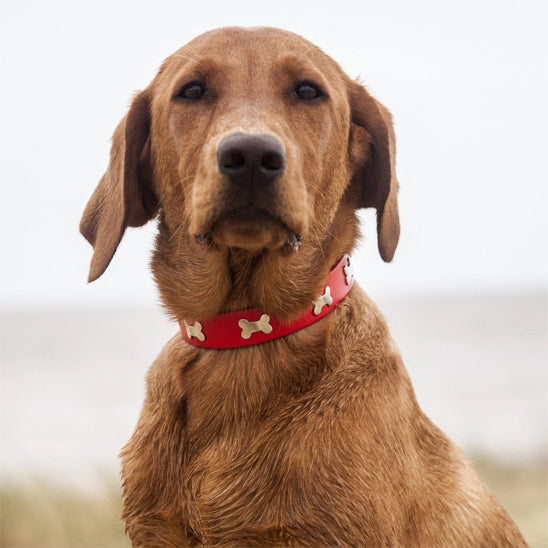 Collier chien - Cuir