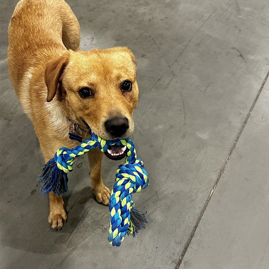 Jouet pour chien â Indestructible