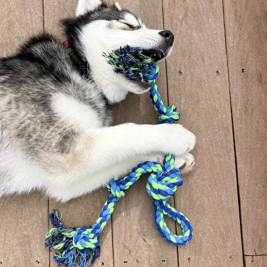 Jouet pour chien â Indestructible
