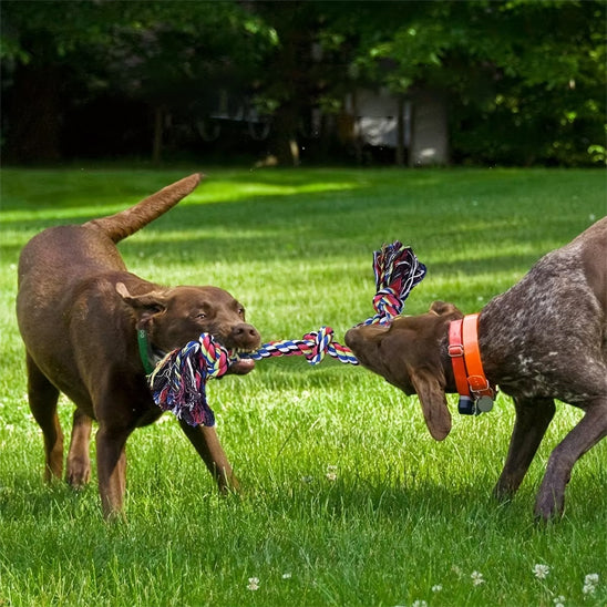 Jouet pour chien â Indestructible