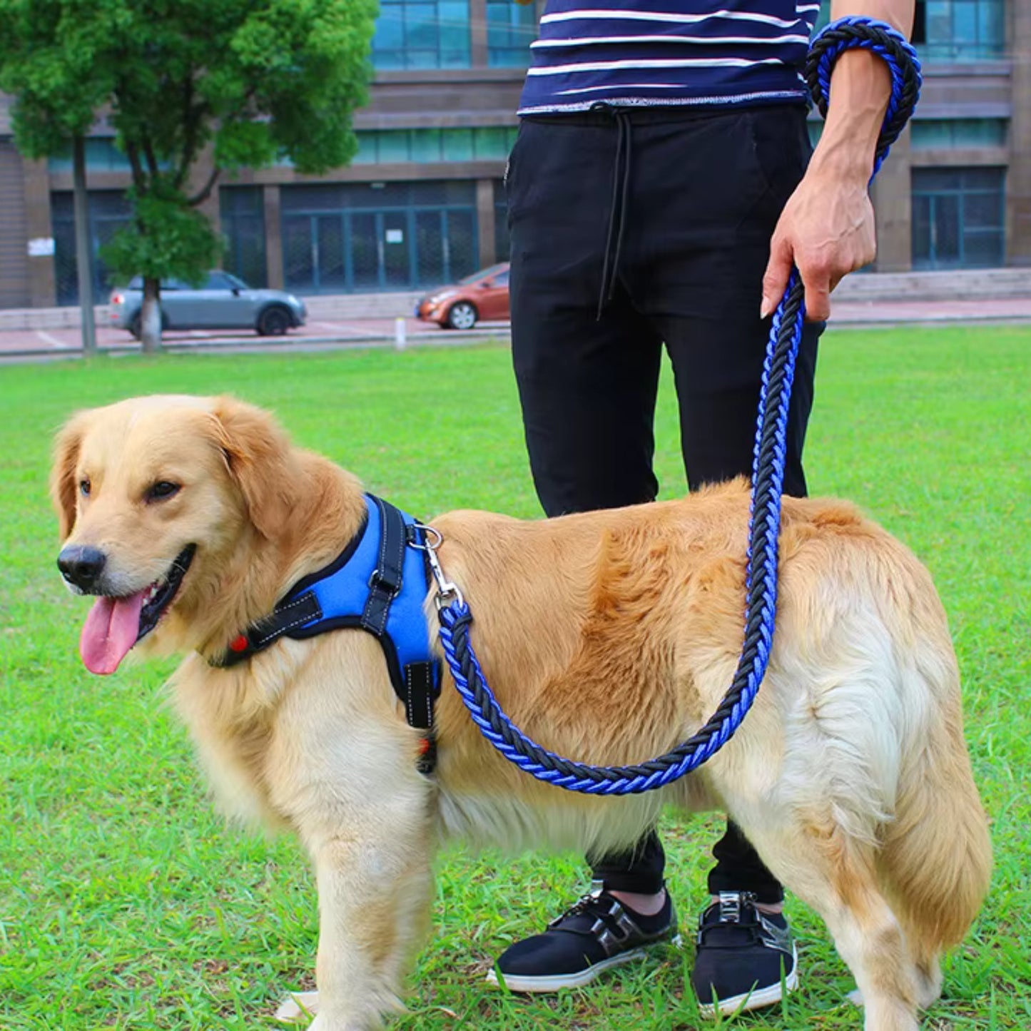 Laisse pour Chien - Tressé