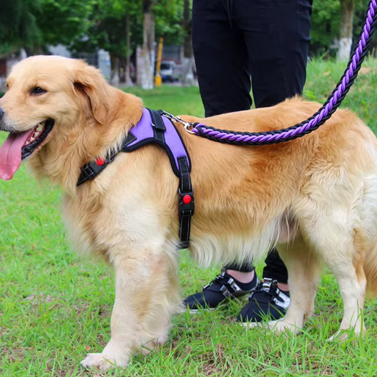 Laisse pour Chien - Tressé
