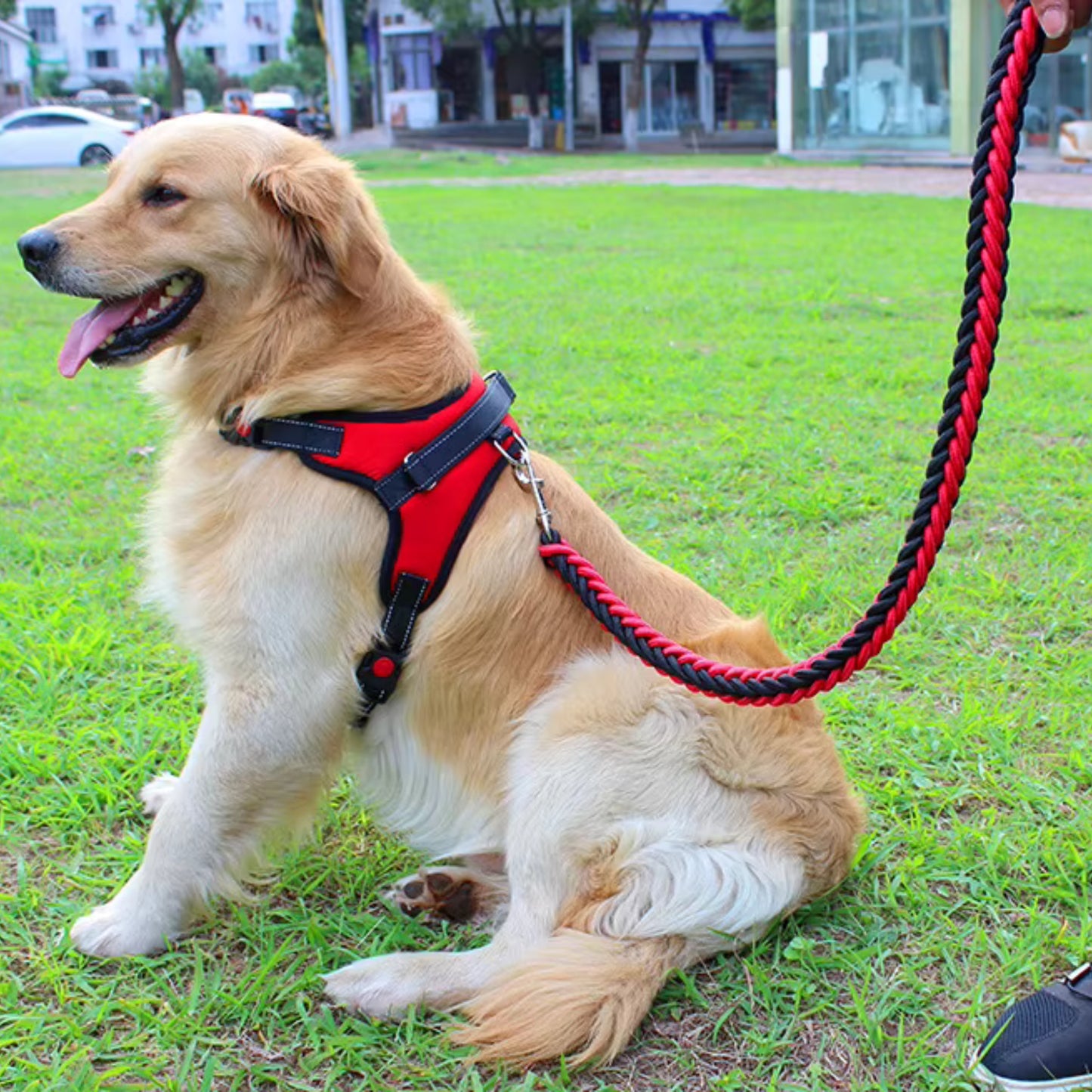 Laisse pour Chien - Tressé