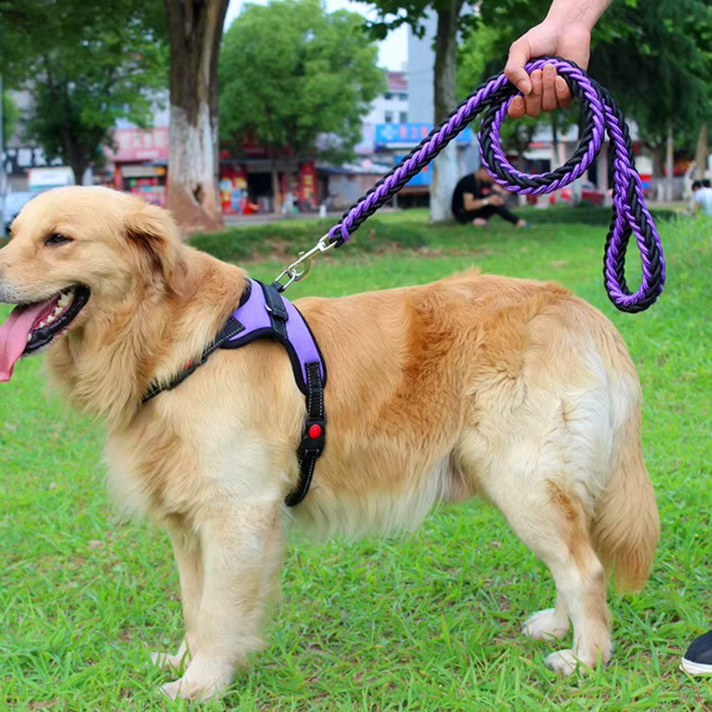 Laisse pour Chien - Tressé