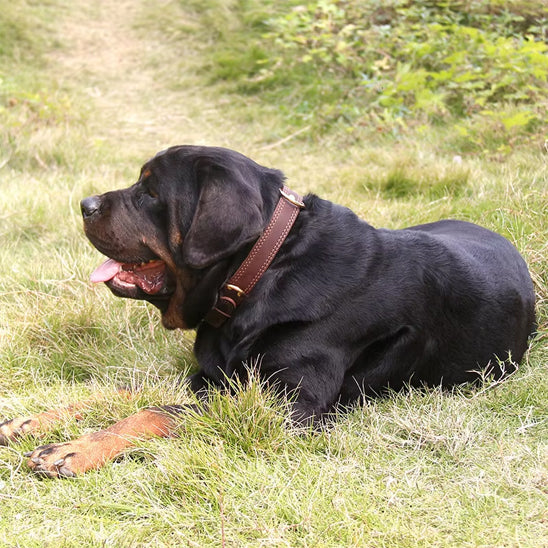 Collier chien cuir - Ajustable