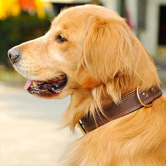 Collier chien cuir - Ajustable
