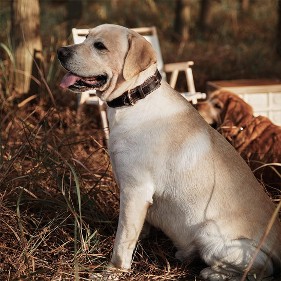 Collier chien cuir - Ajustable