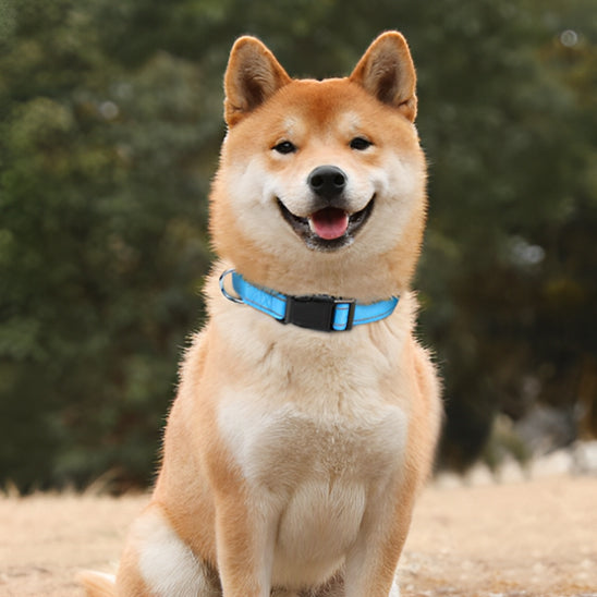 Collier Chien - Réglable