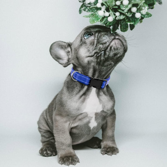 Collier Chien - Réglable