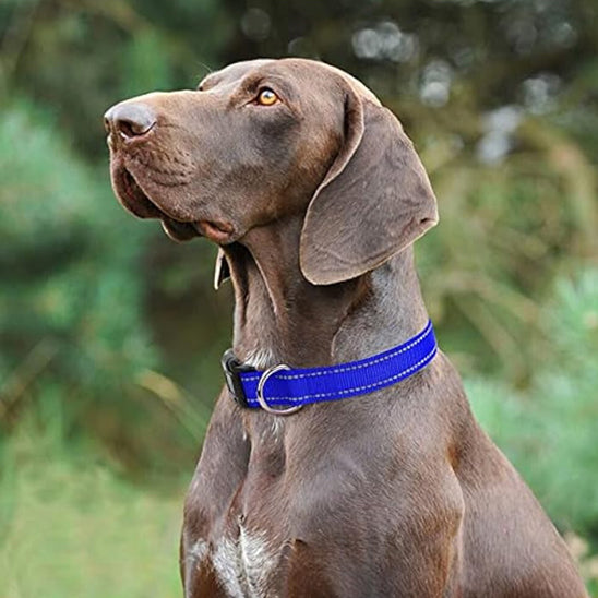 Collier Chien - Réglable