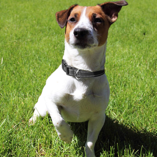 Collier Chien - Réglable