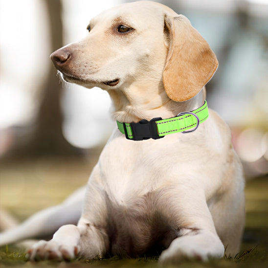 Collier Chien - Réglable