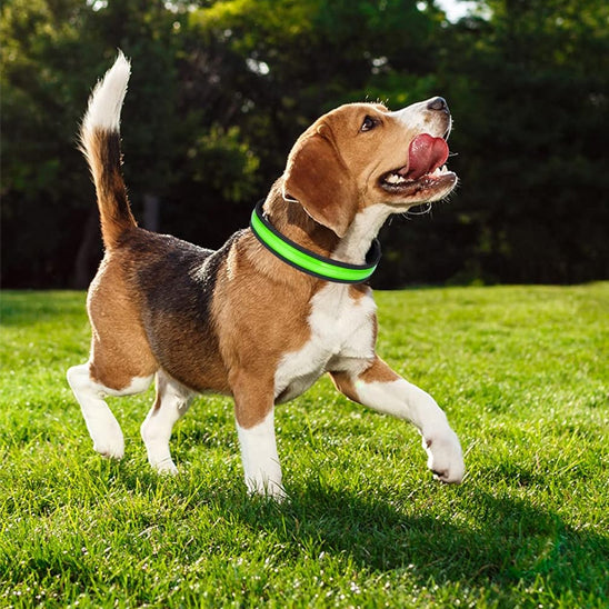 Collier Lumineux Chien - NIGHTBEAM™