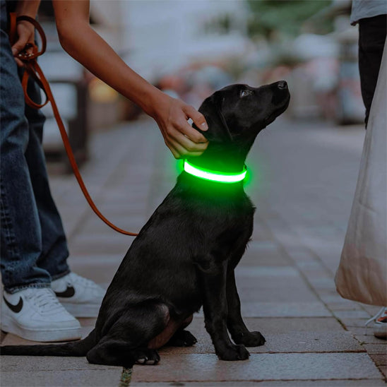 Collier Lumineux Chien - NIGHTBEAM™
