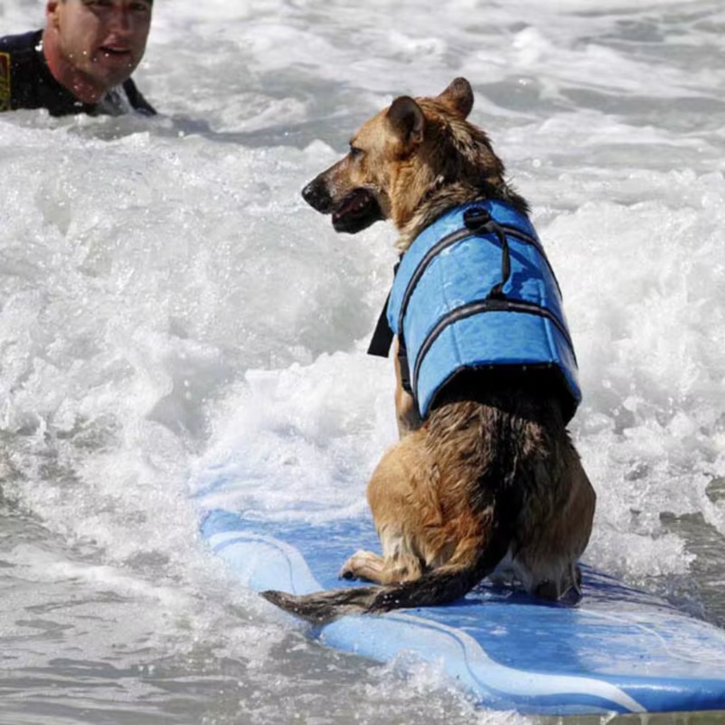 Gilet sauvetage pour chien - FlotiDog