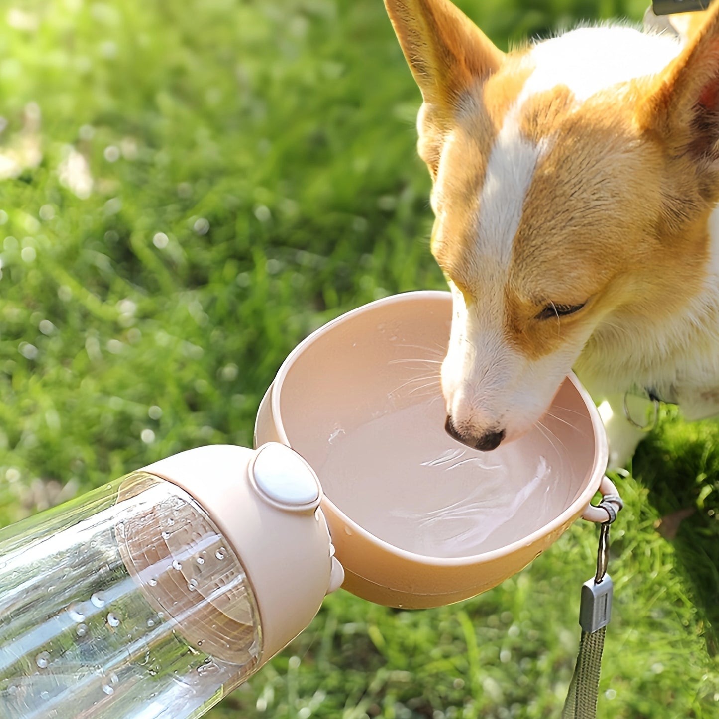 Gourde pour Chien - Polyvalente