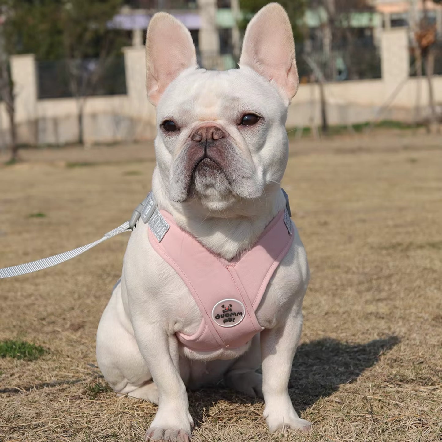Harnais Anti Traction Chien - Rembourré