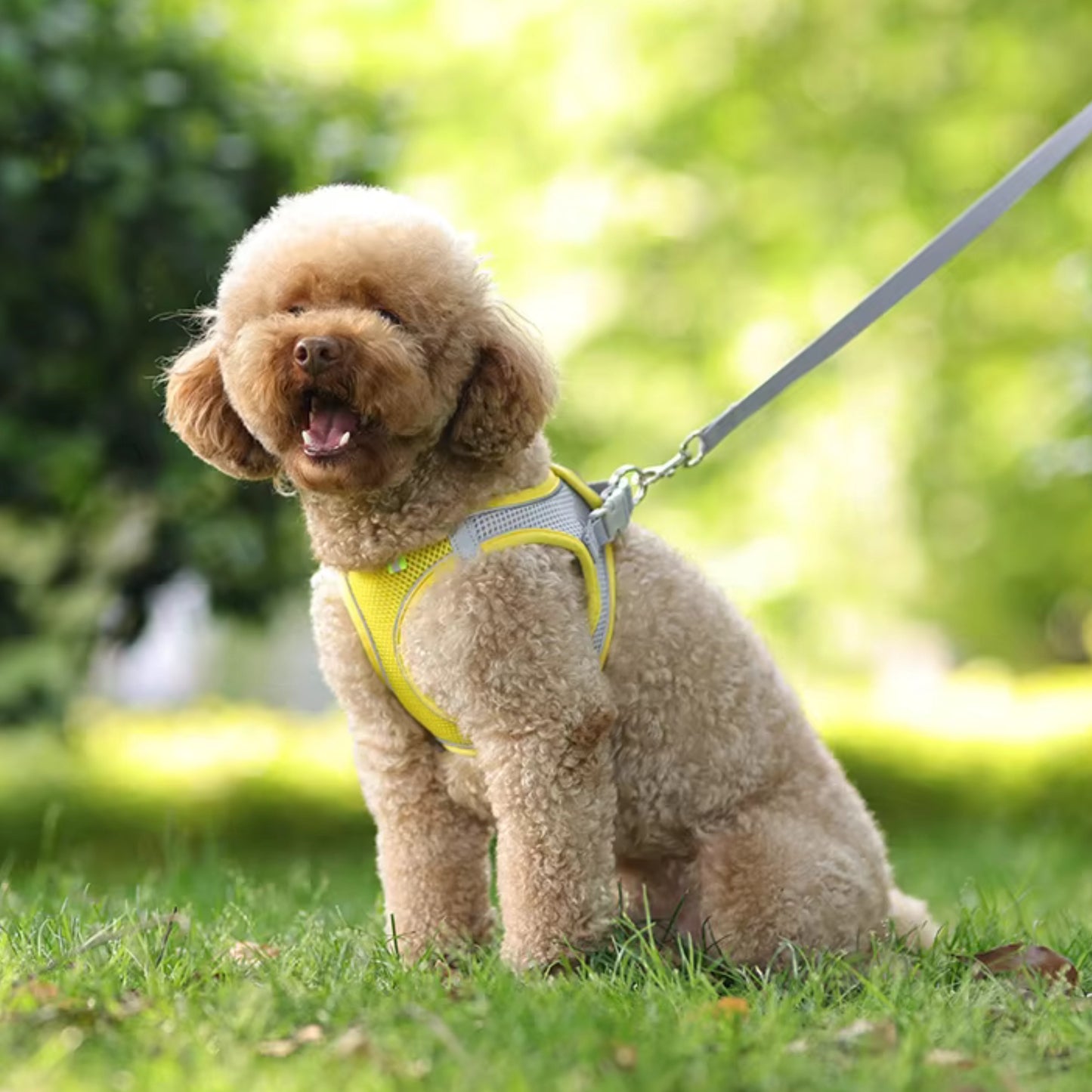 Harnais Anti Traction - Petit Chien