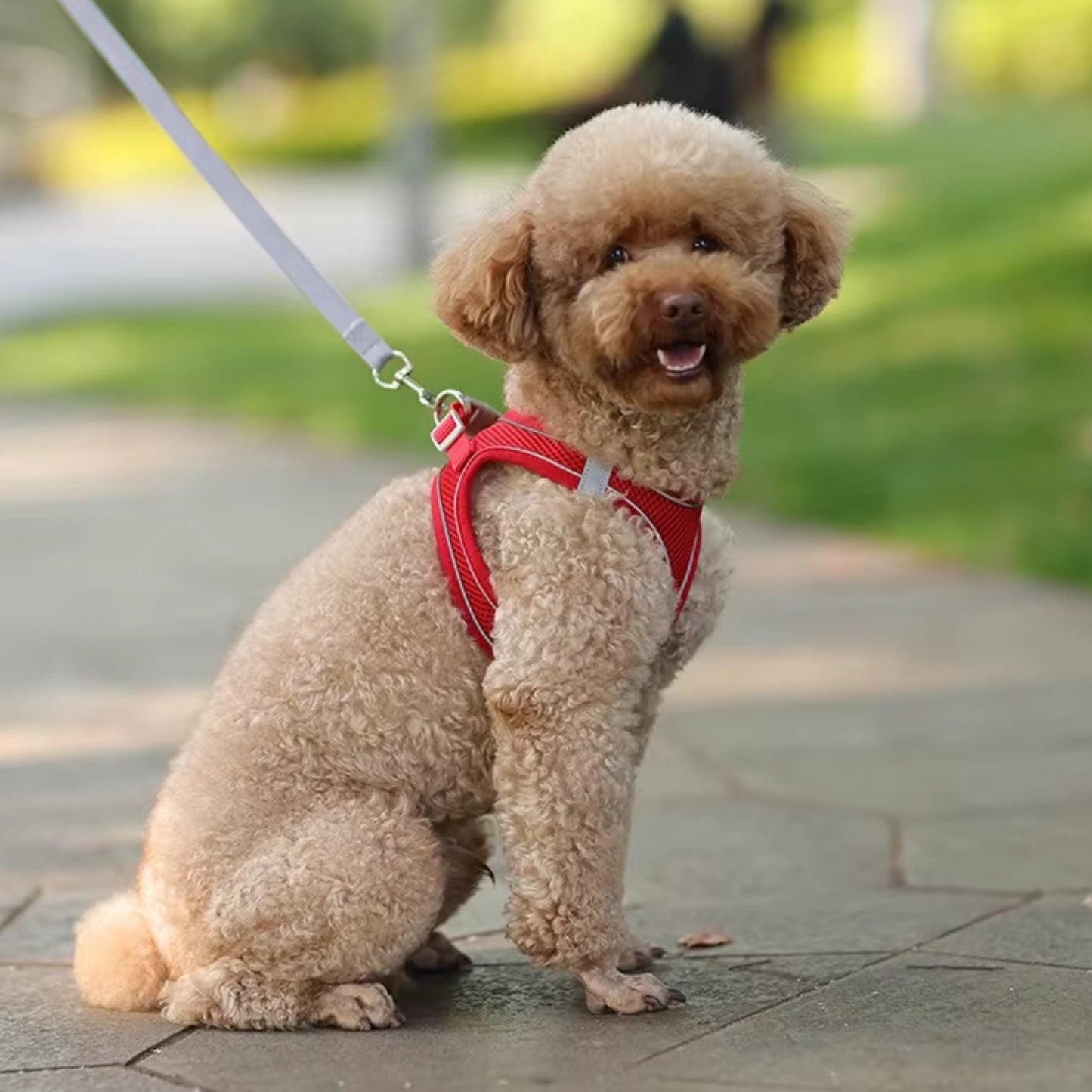 Harnais Anti Traction - Petit Chien