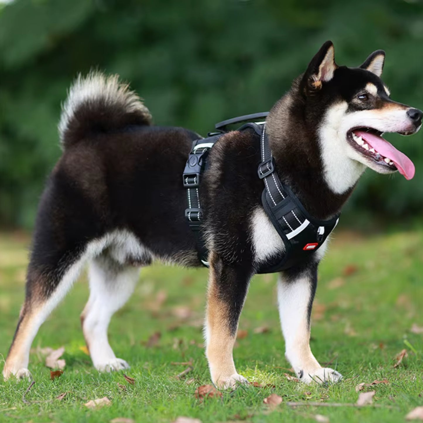 Harnais Chien Anti Traction - Ajustable
