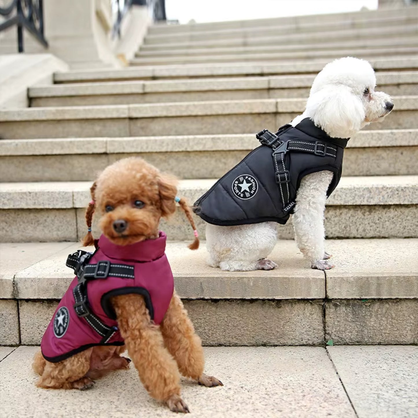 Harnais Chien - ManteauHiver