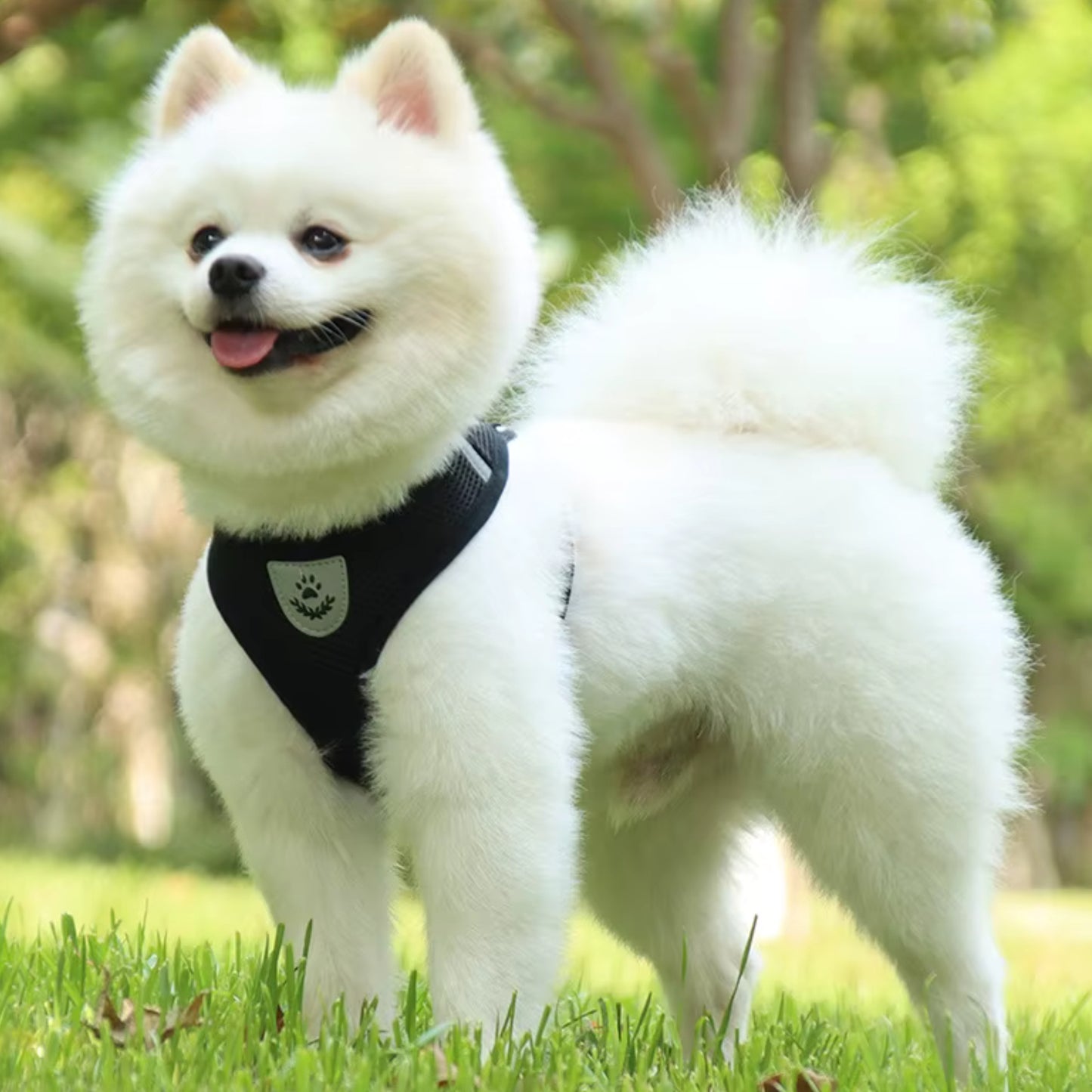 Harnais Petit Chien - MiniMate™