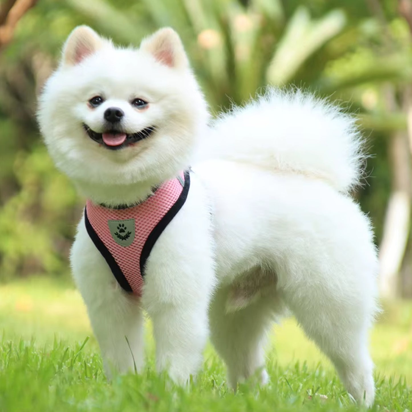 Harnais Petit Chien - MiniMate™