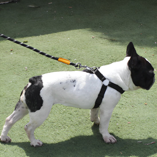 Laisse pour chien - Lasso Renforcé