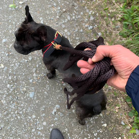 Laisse pour chien - Lasso Renforcé