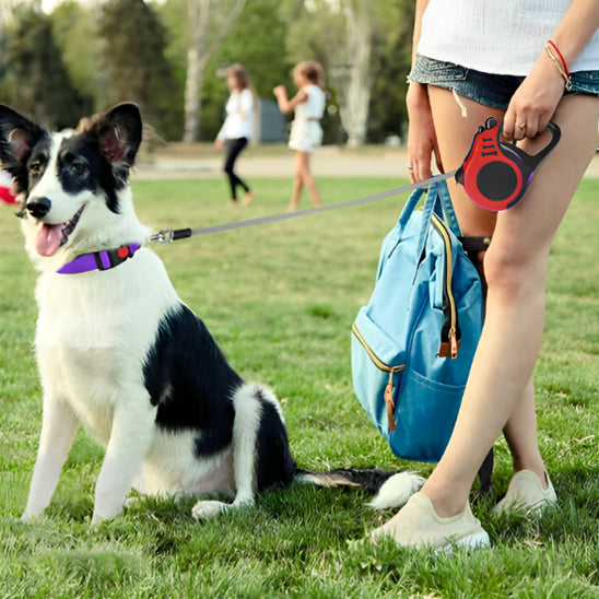 Laisse pour Chien - Rétractable