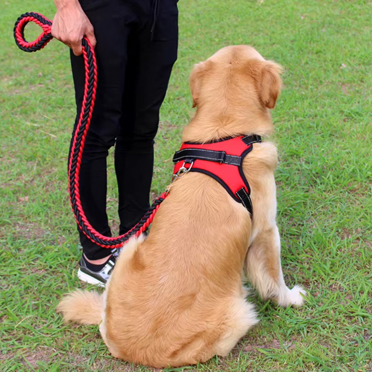 Laisse pour Chien - Tressé