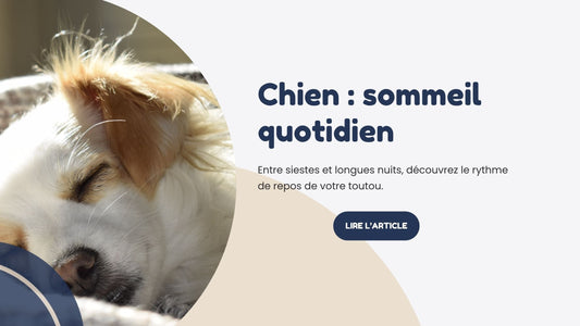 chien sommeil quotidien sieste repos panier