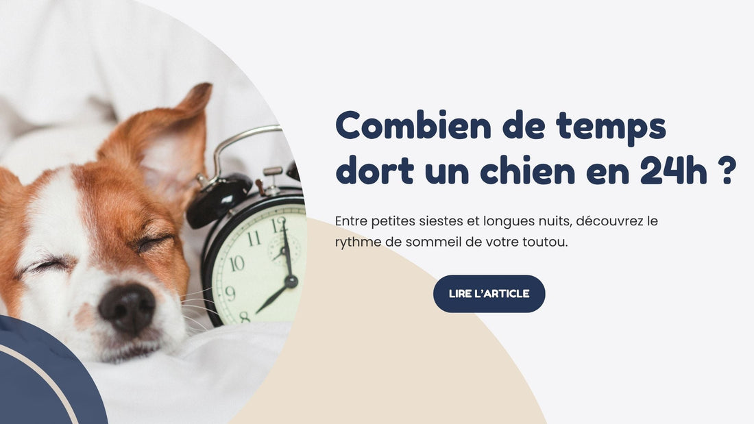 combien de temps dort un chien en 24h sommeil panier