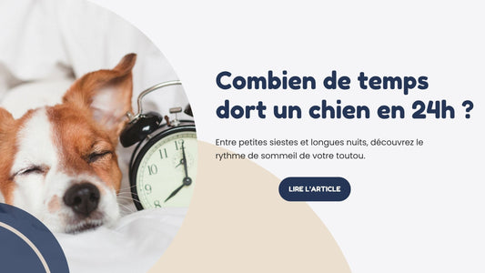 combien de temps dort un chien en 24h sommeil panier