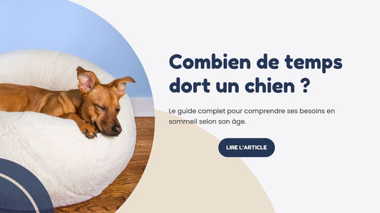 combien de temps dort un chien