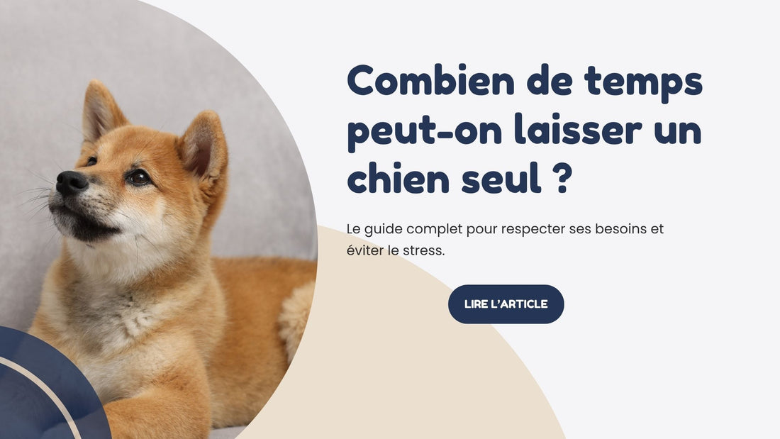 Combien de temps peut on laisser un chien seul 