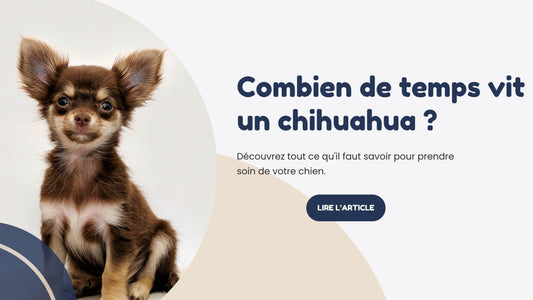 Combien de temps vit un chihuahua 