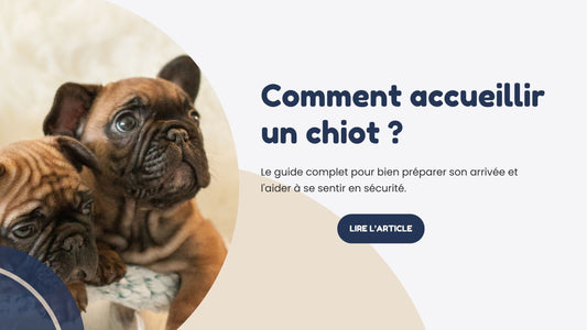 Comment accueillir un chiot
