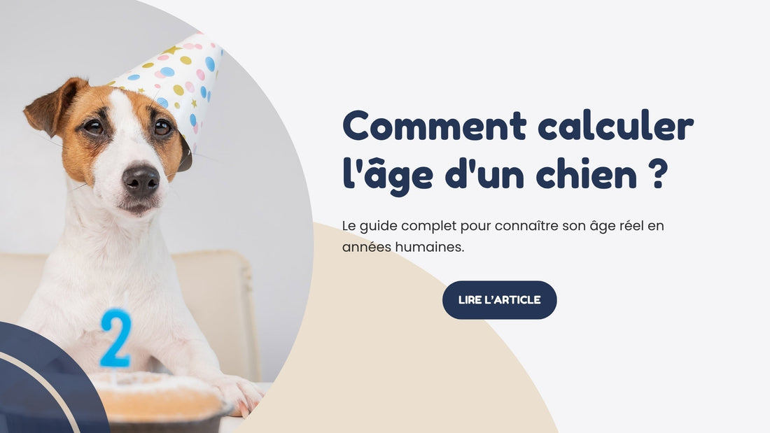 comment calculer l'âge d'un chien