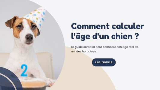 comment calculer l'âge d'un chien