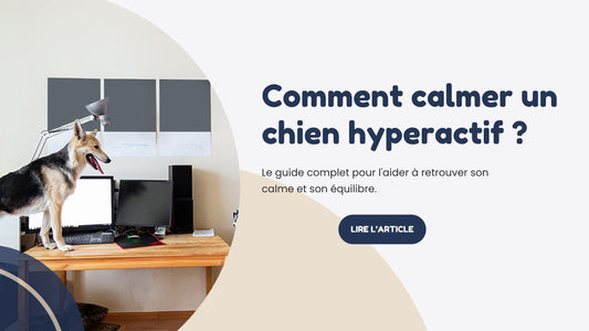 Comment calmer un chien hyperactif