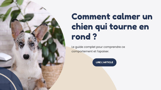 comment calmer un chien qui tourne en rond