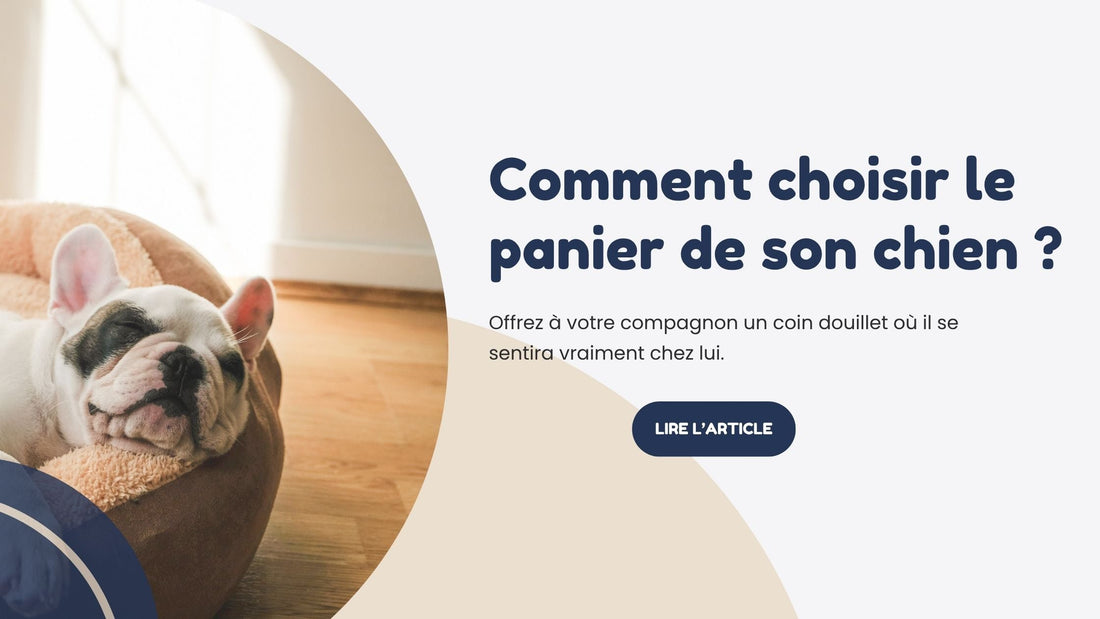 comment choisir le panier de son chien
