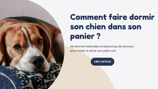 comment faire dormir son chien dans son panier