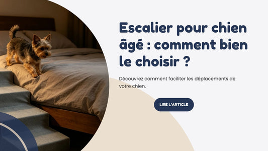 Escalier pour chien âgé