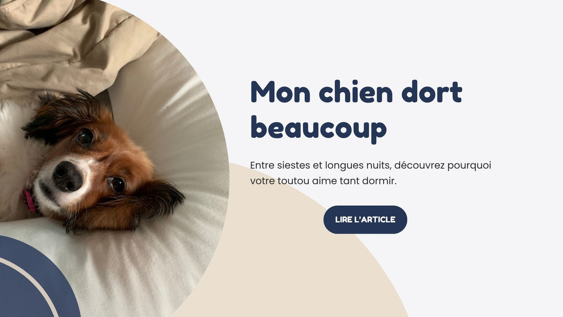 mon chien dort beaucoup sieste panier sommeil