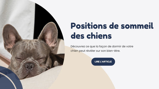 positions de sommeil des chiens