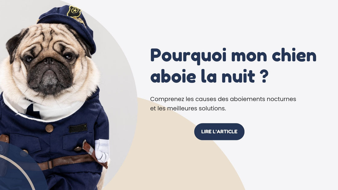 Pourquoi mon chien aboie la nuit 